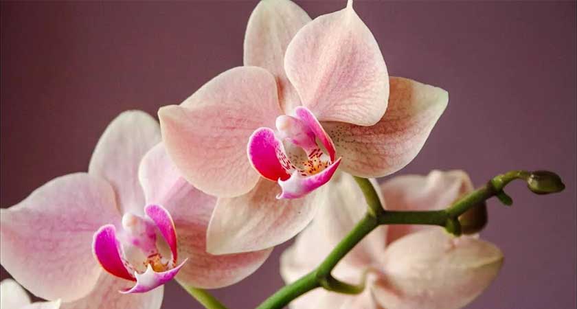 a lilac‑colored orchid flower