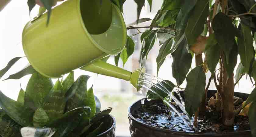 Лучшая вода для полива комнатных растений: полное руководство